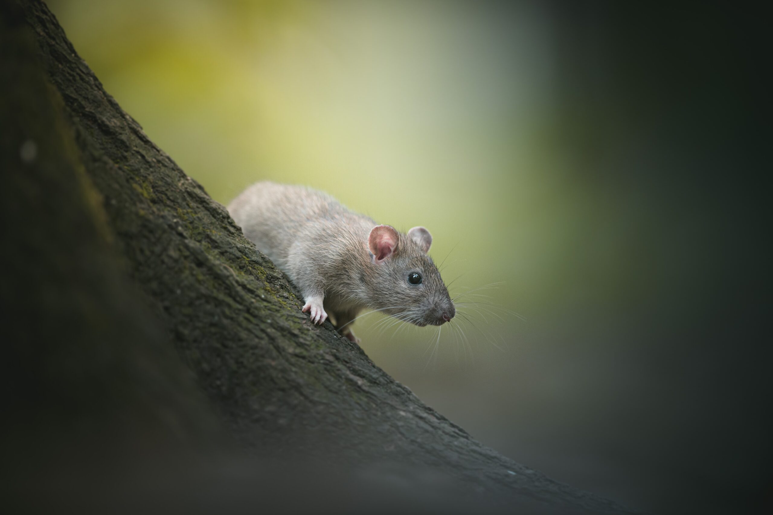 World Rat Day 2024, 4 April What Is Today